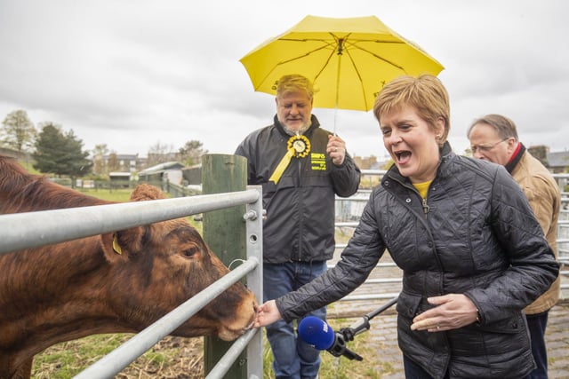 Then First Minister of Scotland and leader of the SNP Nicola Sturgeon (right), with Edinburgh Central candidate Angus Robertson, feeds the cows during a visit to LOVE Gorgie Farm in Edinburgh during campaigning for the Scottish Parliamentary election on May 4, 2021.
