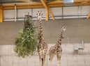 Ronnie and Arrow are the first of the giraffes to arrive at Edinburgh Zoo, the first time the giant animals have been in the Capital for 15 years