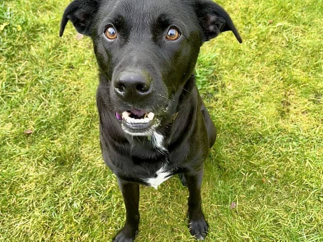Shadow&#39;s joy lies in play, and he&#39;ll need a secure garden where he can freely run and play with his favourite squeaky toys.