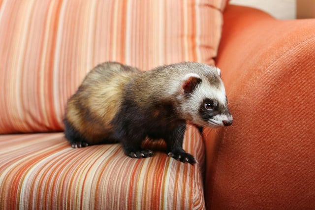 Thought to be descended from the European Polecat, historically the domesticated ferret was historically used to hunt rabbits and rodents. Now they are more likely to be kept as family pets by 0.2 per cent of UK households.