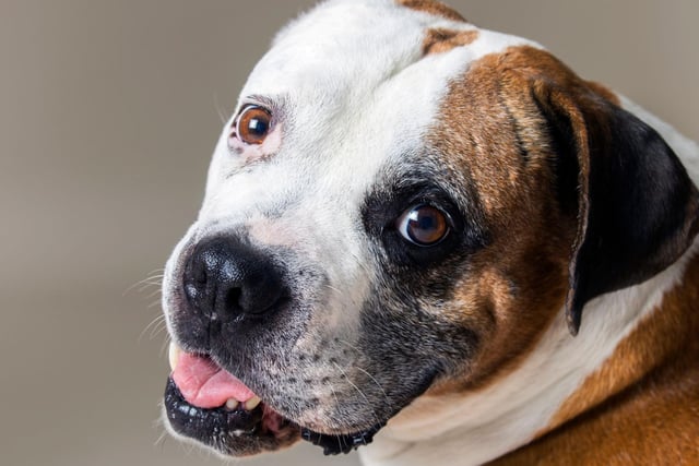 A large, muscular, and friendly breed, American Bulldogs are the next most targeted by thieves in the UK.