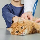 Health officials have assured the public that there is no evidence that pets can transmit the virus to humans.