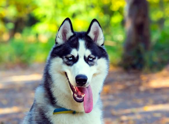 How much do you know about the loyal and courageous Siberian Husky?