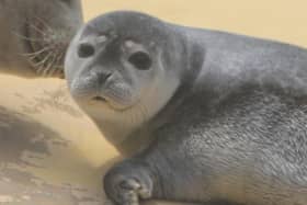 Seal pup Nova is only nine days old.