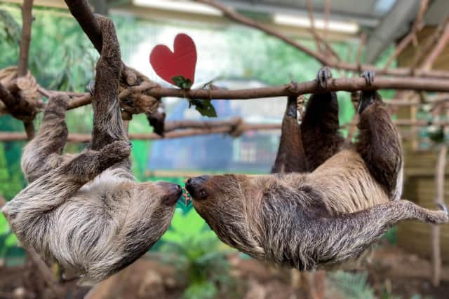 Edinburgh zoo animals enjoy Valentine's day treats
PIC: Royal Zoological Society of Scotland