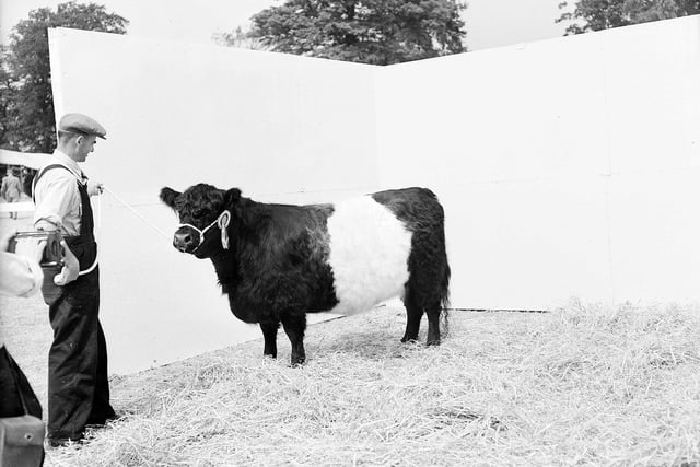 A Belted Galloway cow at the Royal Highland Show in Edinburgh in 1957.