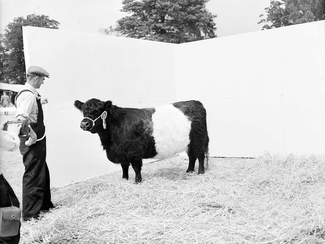 A Belted Galloway cow at the Royal Highland Show in Edinburgh in 1957.
