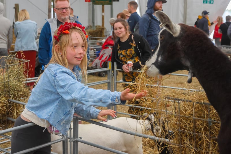 Eight-year-old Rosie Davies from Dundee meets the goats at the Royal Highland Show.