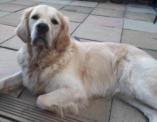 Andrew, a seven-year-old golden retriever, has helped save the life of a fellow canine.