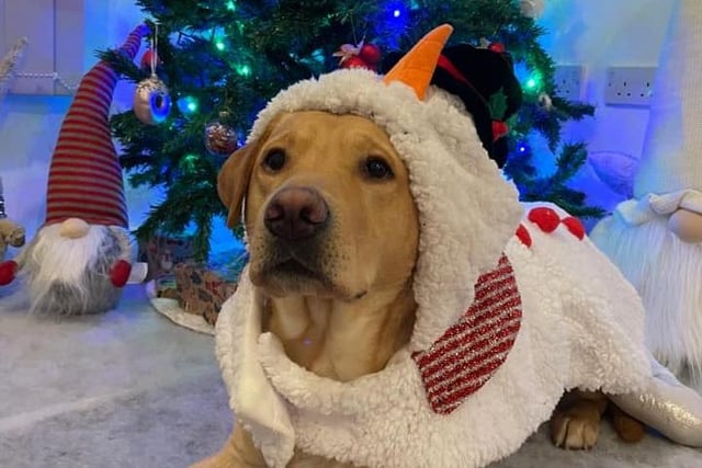 Mia Hargreaves shared her dog Marley dressed up as a snowman sitting under the Christmas tree.