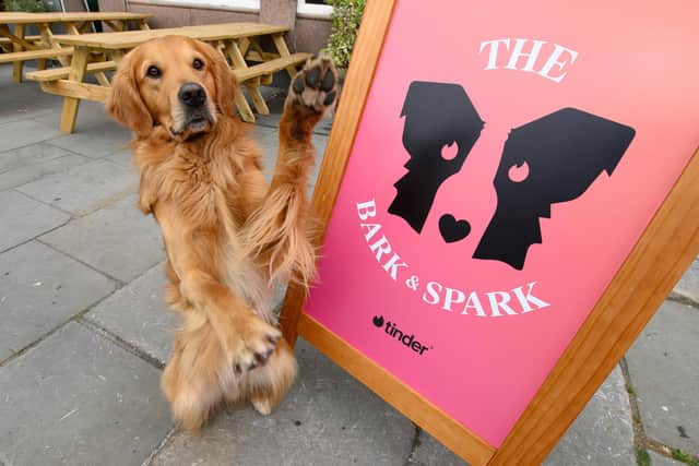 On 14 and 15 May, Hare of the Dog on Broughton Road will transform into The Bark & Spark, as dating app Timder launches a first of its kind pop-up pub experience.