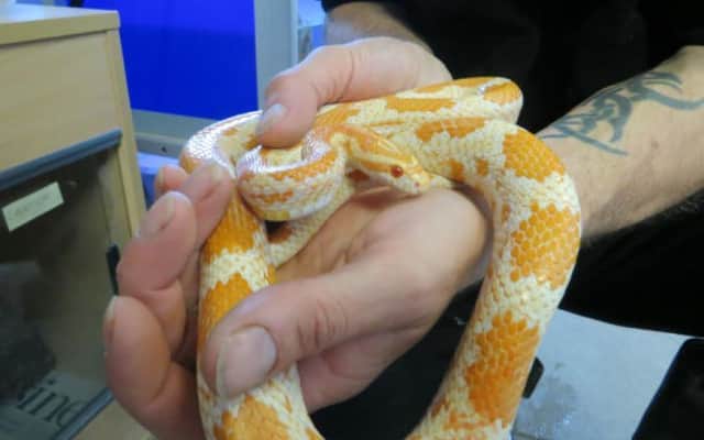 Clarence the corn snake needs a new home