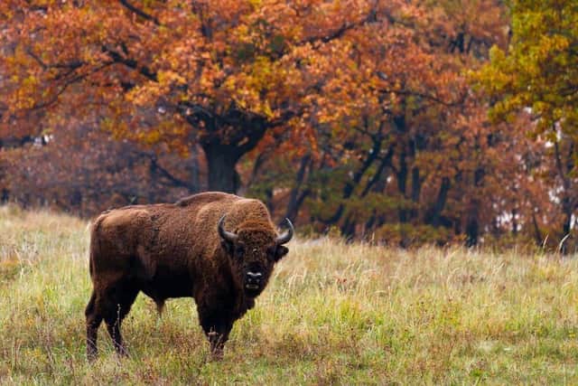 Mia was attacked by a huge bison bull
Pic: Shutterstock