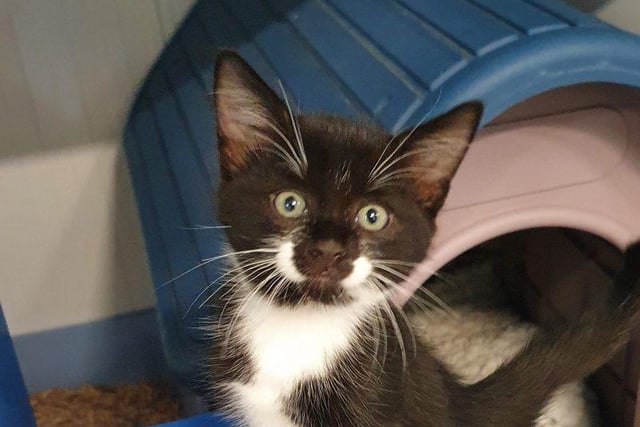 Meet cool cookie Oreo. He is an adorable male, 12 weeks old domestic shorthair. 
Playful and confident, he is another little real sweetie looking for a home at the Radcliffe Animal Centre. This beautiful lad needs a loving home, and he may be able to live with children of all ages.