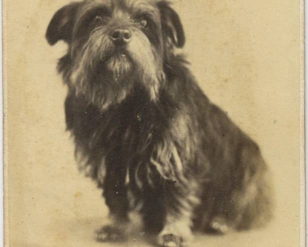 The photo of Greyfriars Bobby. Picture: Friends of Dalry Cemetery