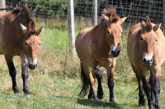 Three male Przewalski’s horses have arrived at Edinburgh Zoo. Pic: RZSS