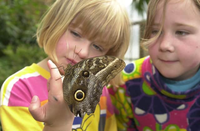 Emma Martin (8) and her sister Claire (4) holding a South American owl butterfly at  Butterfly World