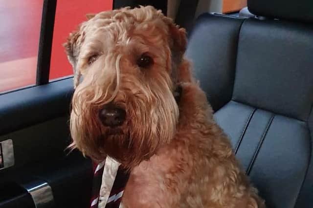 Dog that was found sat on a Lothian Bus on its own picture: Lothian Buses