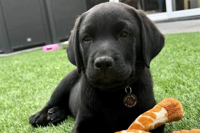 Hamlet the Labrador is one of Hearing Dogs for Deaf People's newest recruits.