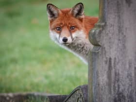 A fox that visits Hayley Matthews' garden appeared to be a bit dehydrated (Picture: Matt Cardy/Getty Images)