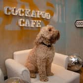 Anushka and James of POP+BARK dog events will be bringing Cockapoo Café to Edinburgh. Photo: Raven Imagery