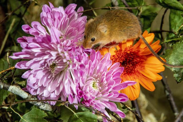 This picture shows just how tiny endangered harvest mice are.