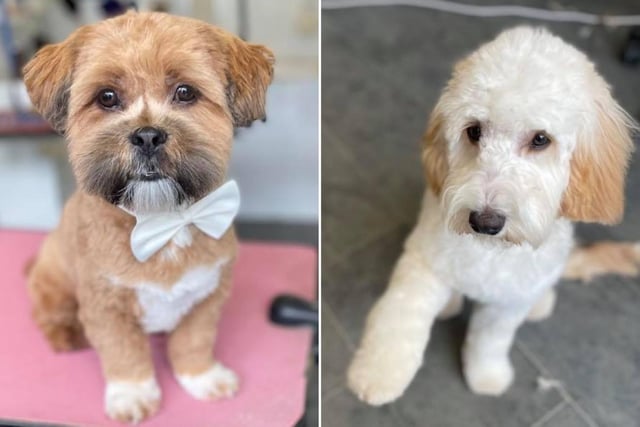 Scruffy Dog Company in Dalkeith Road provides a range of services - from nail trims to full styles. They have 25 years' experience and are skilled at grooming all dog breeds.