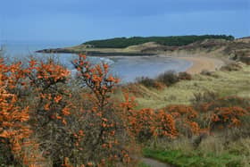 Gullane Bents - Gullane Bay from the car park.JPGNick Drainey