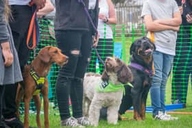 The open day will feature a range of exciting events and activities - from a kids craft corner, a pet photo booth and a range of competitions for dogs. Photo: Edinburgh Dog and Cat Home