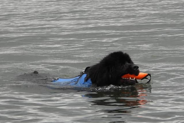 A rescue dog from The Scottish Newfoundland Club showed off in a demonstration. (Photo credit: RNLI/Bruce Miller)