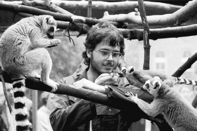 An unidentified keeper hand feeding grapes to the ring-tailed lemurs at Edinburgh Zoo, July 1988.