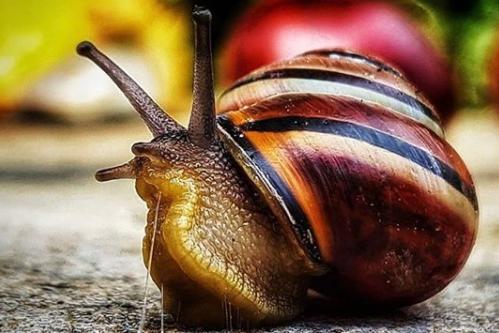 A cute little snail spotted by @jadehakin