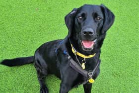 Six-year-old Ross is a sweet natured Labrador who is looking for a peaceful home where he can experience the gentle side of life