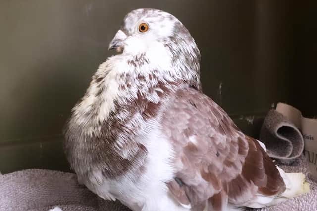 The pigeon found on a Stagecoach bus heading from Edinburgh to Dumfries picture: SSPCA