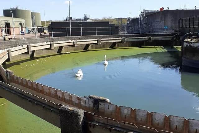 Swans swim in water at a disused sewage works before being rescued.