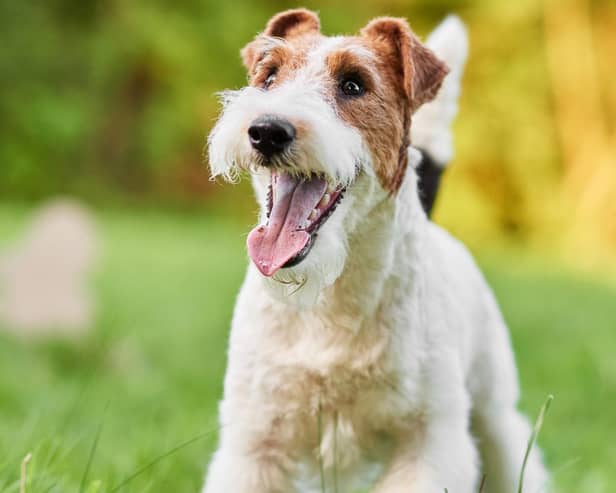 The 10 most popular breeds of terrier in the UK, according to the Kennel Club (Getty Images)