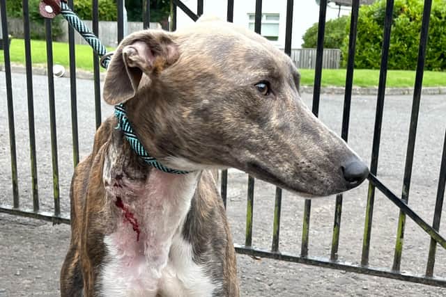 The lurcher's injuries are suspected to have been caused by dog fighting.