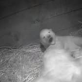 SCOTLAND’S ONLY POLAR BEAR CUB HAS FULLY OPENED ITS EYES FOR THE FIRST TIME IN ITS DEN AT THE ROYAL ZOOLOGICAL SOCIETY OF SCOTLAND’S (RZSS) HIGHLAND WILDLIFE PARK NEAR AVIEMORE.