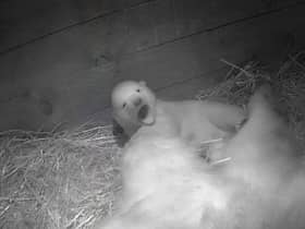 SCOTLAND’S ONLY POLAR BEAR CUB HAS FULLY OPENED ITS EYES FOR THE FIRST TIME IN ITS DEN AT THE ROYAL ZOOLOGICAL SOCIETY OF SCOTLAND’S (RZSS) HIGHLAND WILDLIFE PARK NEAR AVIEMORE.