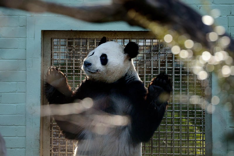 Yang Guang and Tian Tian spent time in each other's enclosures early one 2013 morning as part of the breeding process. Yang Guang can be seen on the lookout for Tian Tian before the exchange.