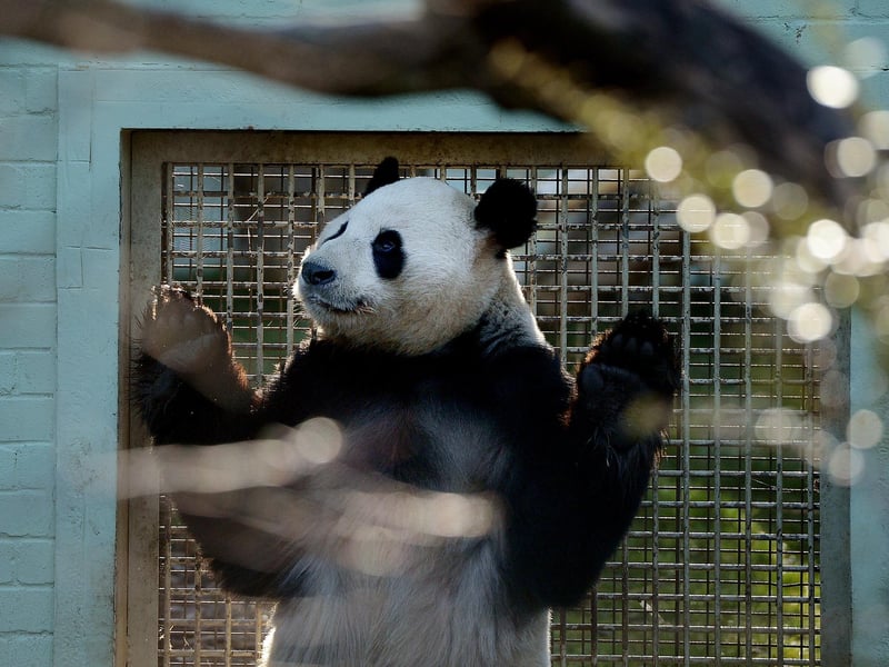 Yang Guang and Tian Tian spent time in each other's enclosures early one 2013 morning as part of the breeding process. Yang Guang can be seen on the lookout for Tian Tian before the exchange.