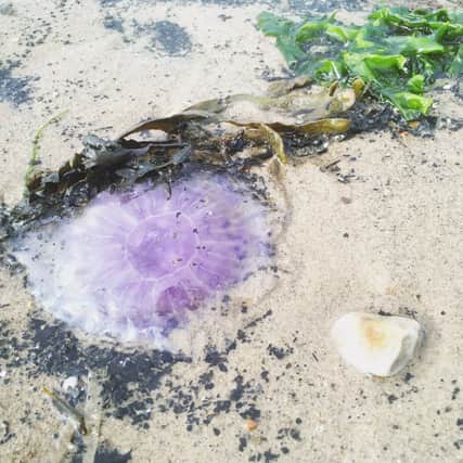 Blue jellyfish were spotted on Portobello beach. Picture: Laura Curtis-Moss