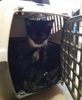 The kitten was found abandoned in a cat carrier