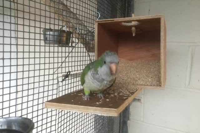 Pollyanna was reported missing from its aviary at Lewisvale Park on Thursday morning. Pic: Adam Gordon