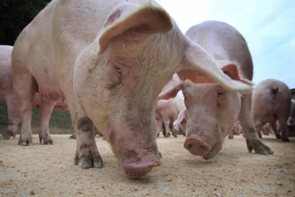 Farmers may have to kill and burn their pigs because of a shortage of butchers (Picture: Peter Muhly/AFP via Getty Images)
