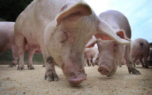 Farmers may have to kill and burn their pigs because of a shortage of butchers (Picture: Peter Muhly/AFP via Getty Images)