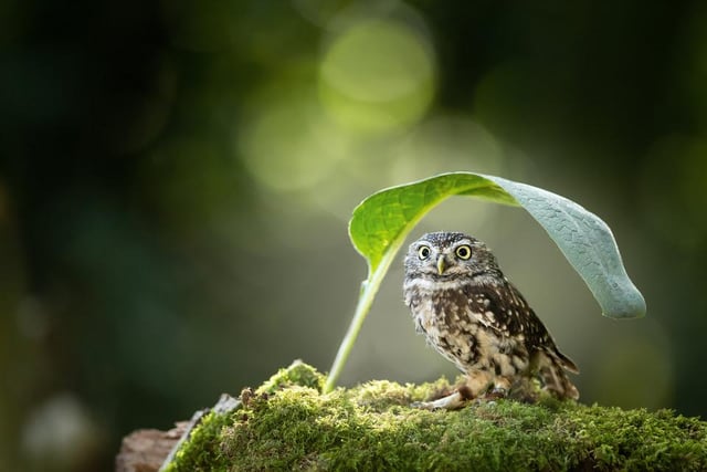 A baby owl finds comfort and shelter under a large leaf, photographed by Arlette Magiera in Usingen, Germany