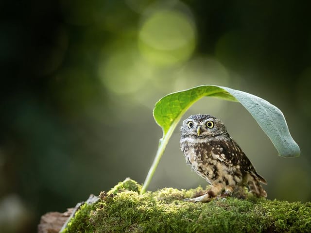 A baby owl finds comfort and shelter under a large leaf, photographed by Arlette Magiera in Usingen, Germany