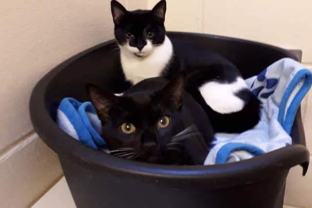 Cute kitties are now seeking a forever home