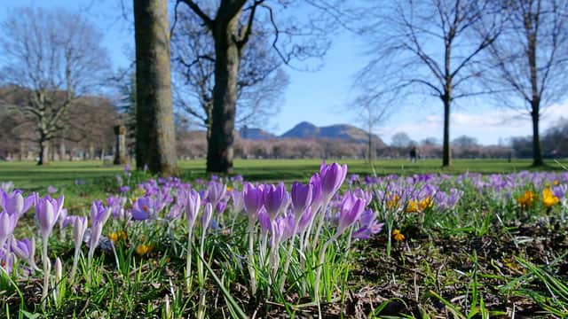 Crocuses in the Meadows, looking over to Arthur's Seat.
